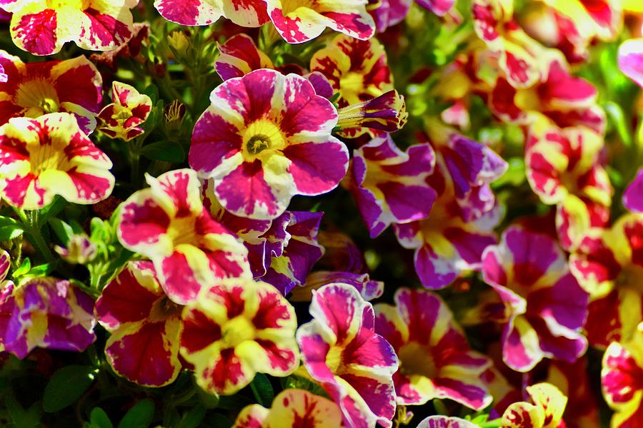 Juicy Colored Flowers  Photograph by Debra Grace Addison