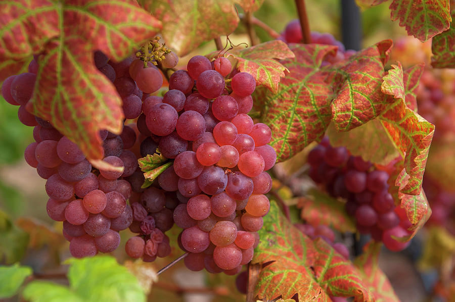 Juicy Taste of Autumn. Red Grapes Clusters 1 Photograph by Jenny Rainbow