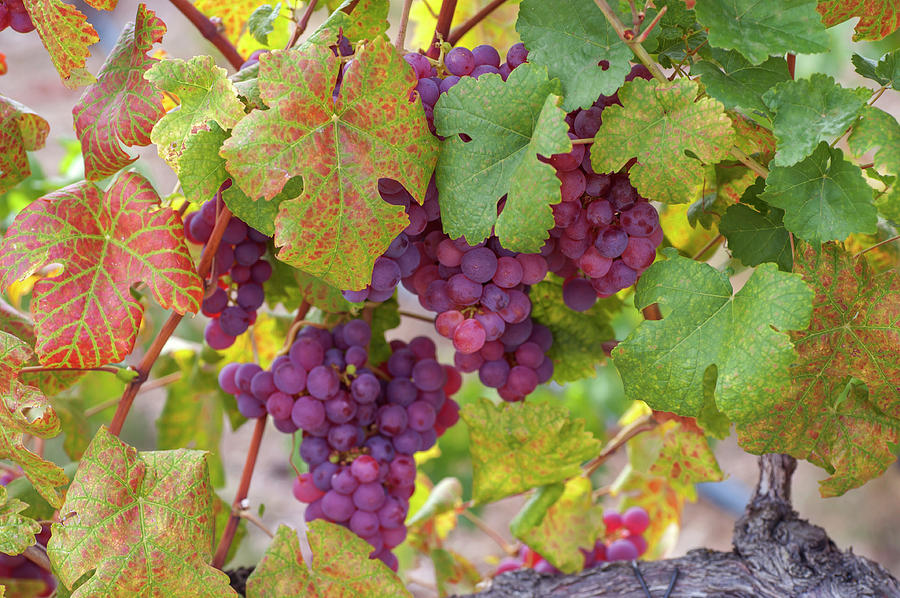 Juicy Taste of Autumn. Red Grapes Clusters 10 Photograph by Jenny Rainbow