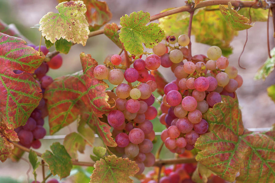 Juicy Taste of Autumn. Red Grapes Clusters 11 Photograph by Jenny Rainbow