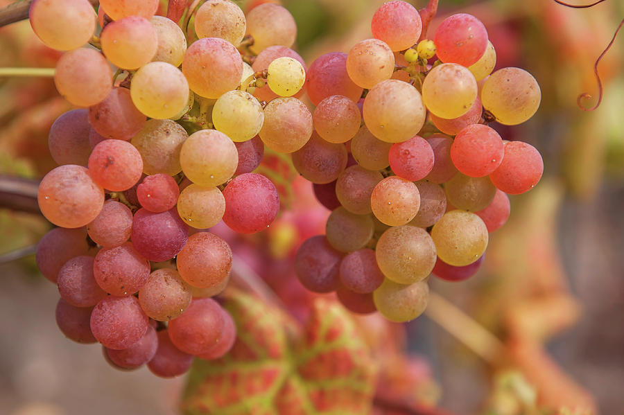 Juicy Taste of Autumn. Red Grapes Clusters 2 Photograph by Jenny Rainbow