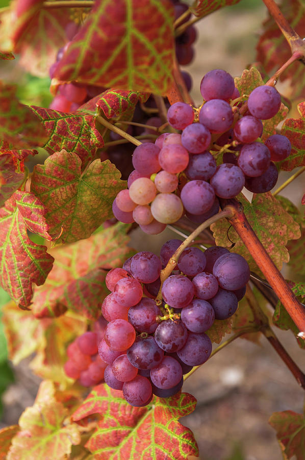 Juicy Taste of Autumn. Red Grapes Clusters 3 Photograph by Jenny Rainbow