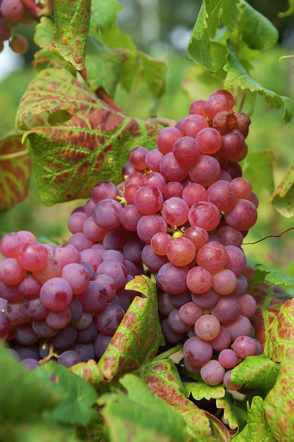 Juicy Taste of Autumn. Red Grapes Clusters 5 Photograph by Jenny Rainbow