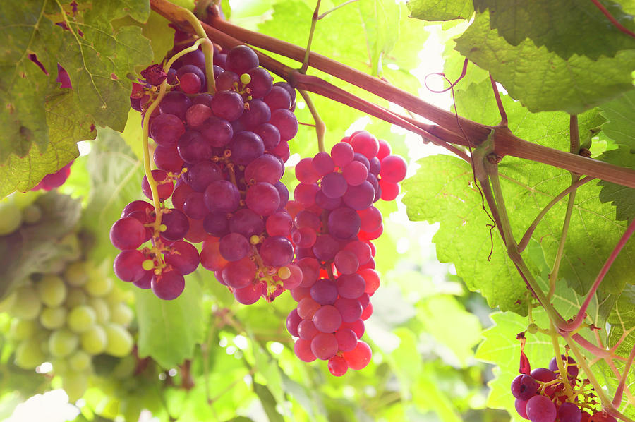 Juicy Taste of Autumn. Red Grapes Clusters 6 Photograph by Jenny Rainbow