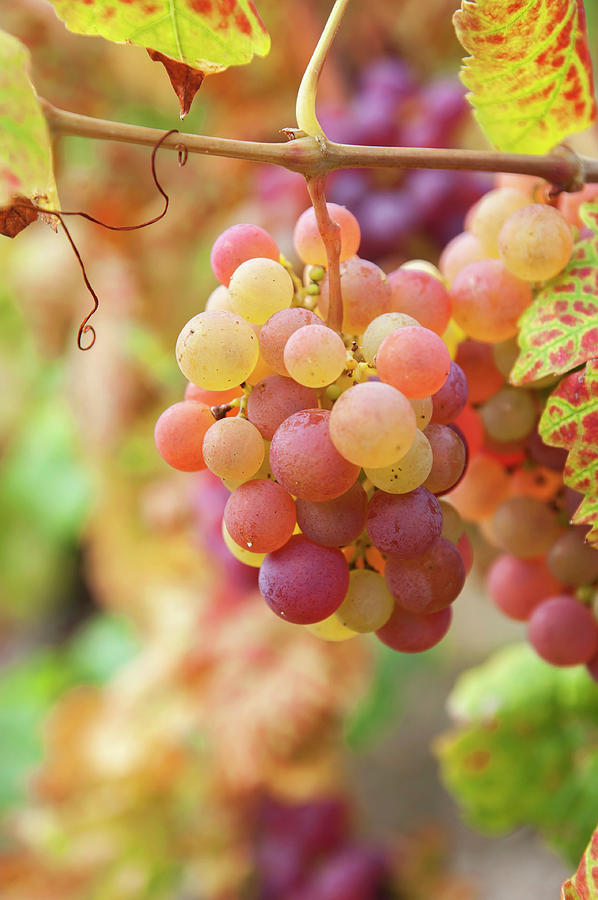 Juicy Taste of Autumn. Red Grapes Clusters 7 Photograph by Jenny Rainbow