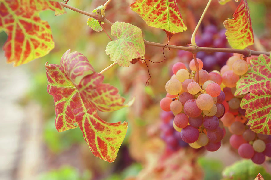 Juicy Taste of Autumn. Red Grapes Clusters 8 Photograph by Jenny Rainbow