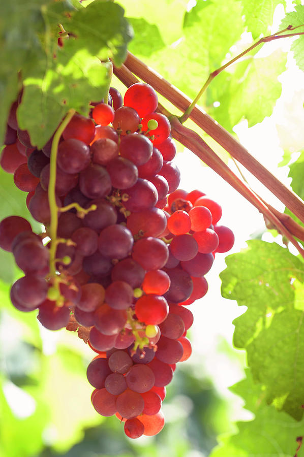 Juicy Taste of Autumn. Red Grapes Clusters 9 Photograph by Jenny Rainbow