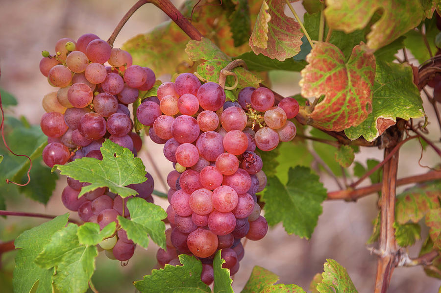 Juicy Taste of Autumn. Red Grapes Clusters Photograph by Jenny Rainbow