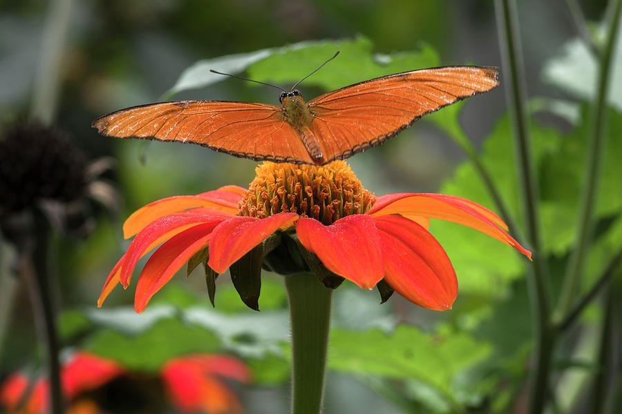 Julia Butterfly Jardin Botanico del Quindio Calarca Colombia Photograph by Adam Rainoff