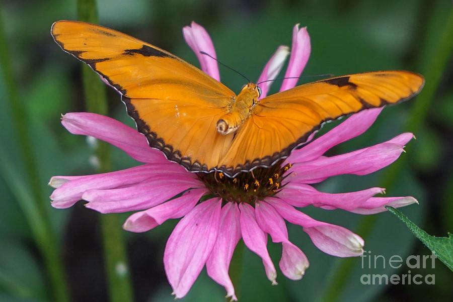 Julia Butterfly on Pink Photograph by Susan Rydberg
