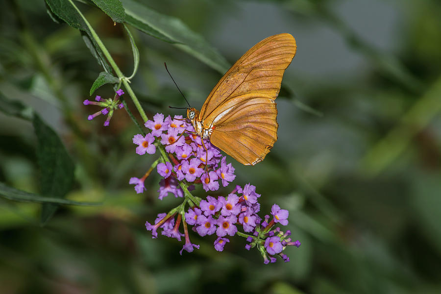 Julia Butterfly On Violet Colored Flowers Photograph