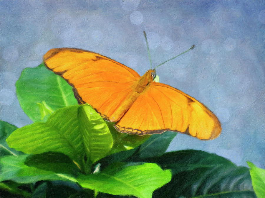 Julia Butterfly - Orange Beauty Photograph by Leslie Montgomery