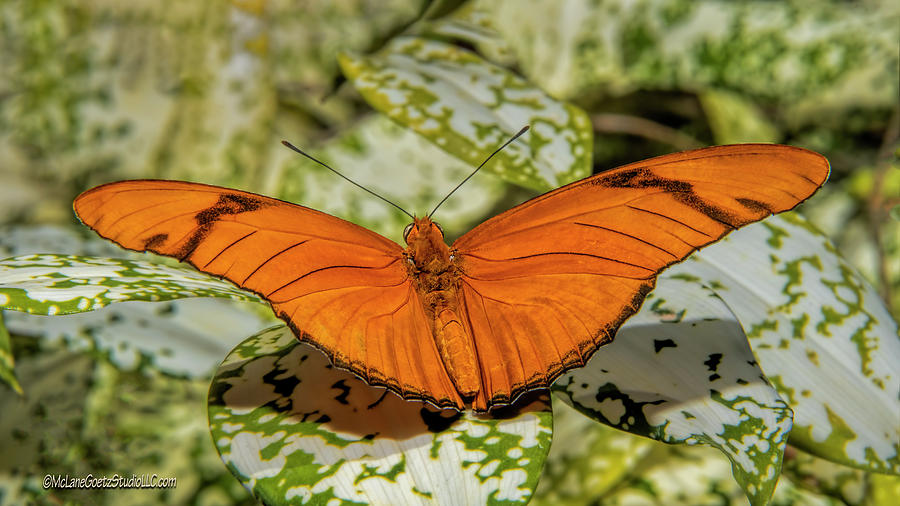  Julia Heliconia Longwing Orange Butterfly  Photograph by LeeAnn McLaneGoetz McLaneGoetzStudioLLCcom