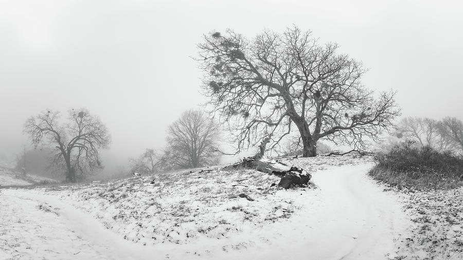 Julian - Five Oaks Trail by Alexander Kunz Julian - Five Oaks Trail by Alexander Kunz