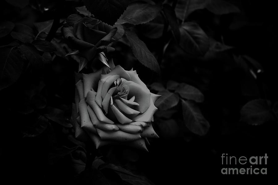 Julie's Photo Monochrome-424 by Fine art photographer JULIE Julie's Photo Monochrome-424 by Fine art photographer JULIE