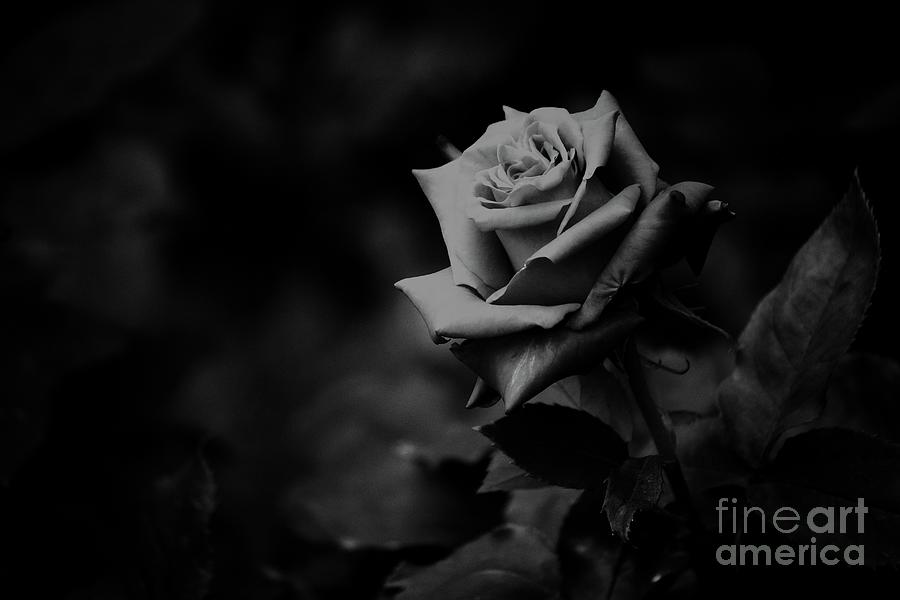 Julie's Photo Monochrome-425 by Fine art photographer JULIE Julie's Photo Monochrome-425 by Fine art photographer JULIE