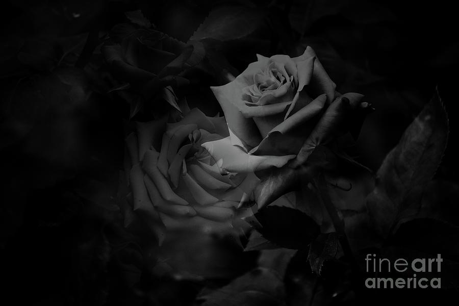 Julie's Photo Monochrome-426 by Fine art photographer JULIE Julie's Photo Monochrome-426 by Fine art photographer JULIE