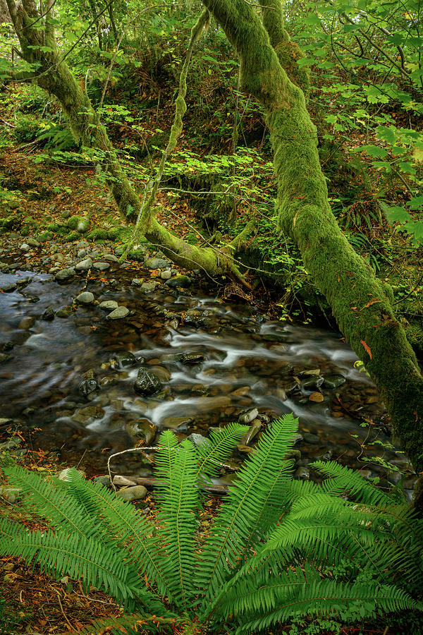 July Creek Lake Quinault Photograph By Mike Penney - Fine Art America