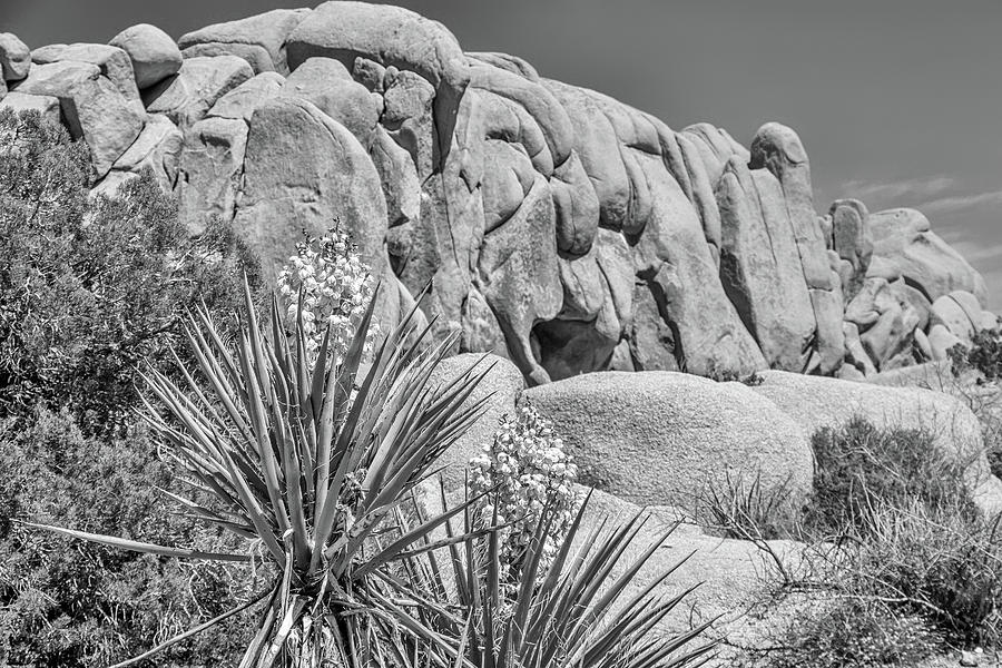 Jumbo Rock Blooms in Black and White Photograph by Marisa Geraghty Photography