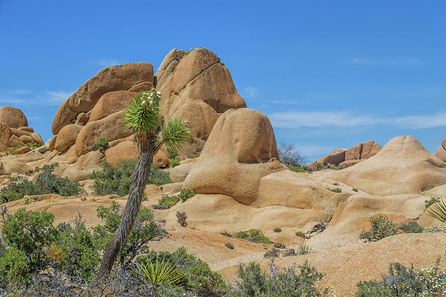 Jumbo Rocks Landscape Photograph by Marisa Geraghty Photography