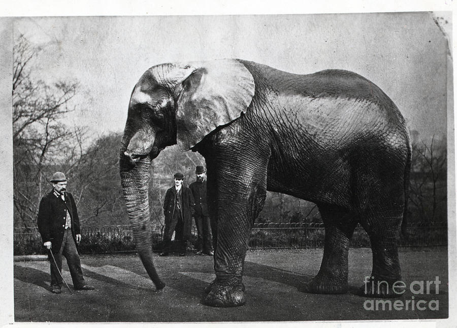 Jumbo The Elephant Photograph by Bettmann