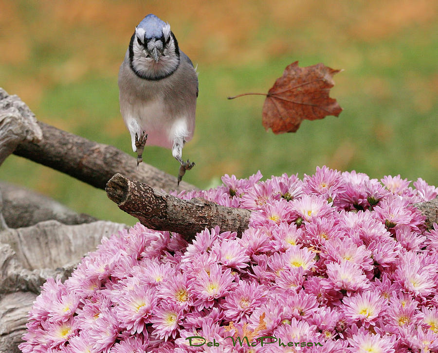 Baby Blue Jay Poster by Deb McPherson - Fine Art America