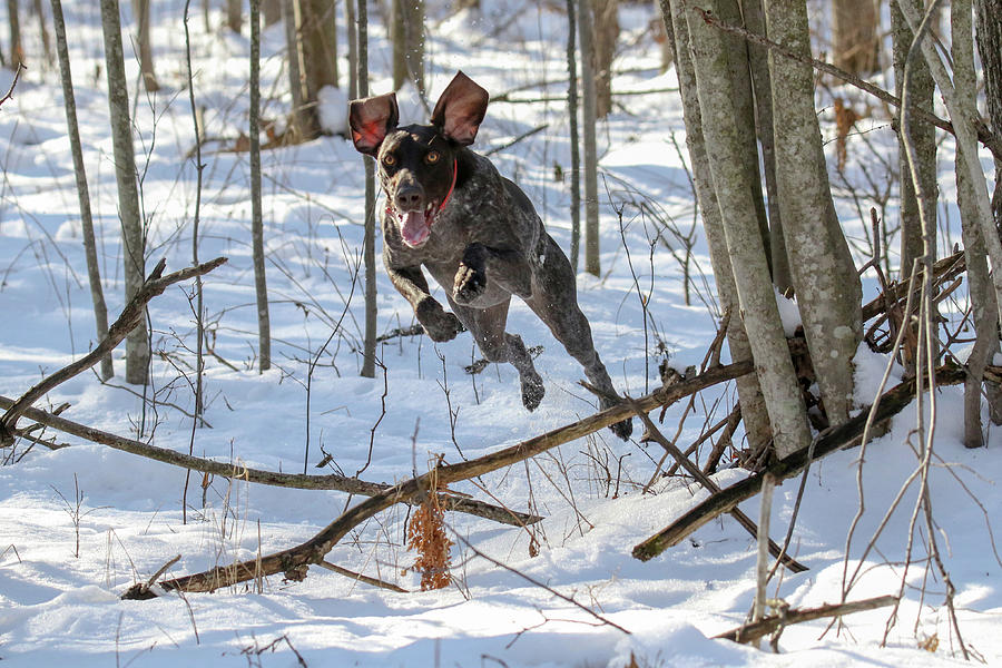 Jump Macie Photograph by Brook Burling
