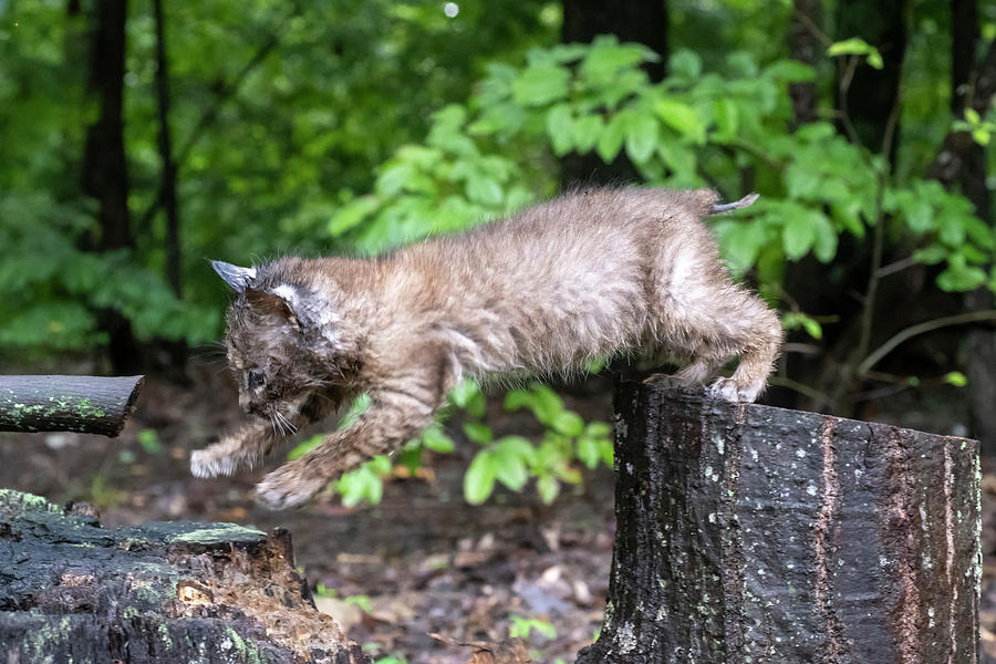 Jumping bobcat style Photograph by Dan Friend