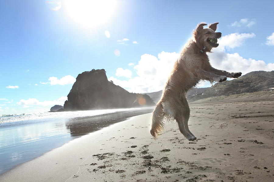 Jumping Dog Photograph by Jonathan Clark