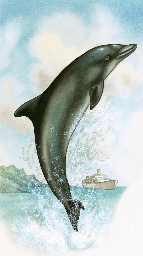 Jumping Dolphin Painting by English School