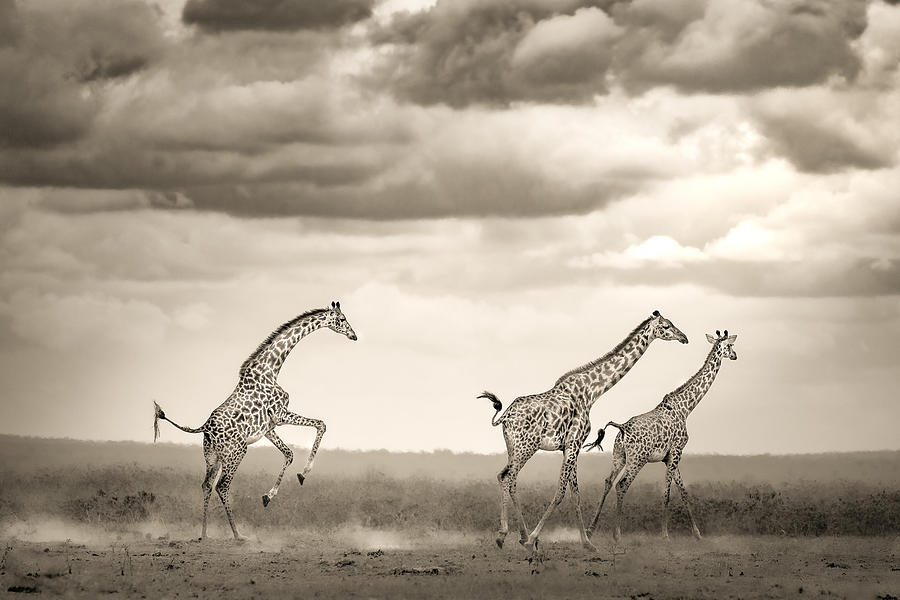 Jumping Giraffe Photograph by Ali Khataw