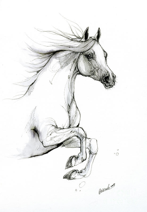 Jumping Horse 2019 09 04 Drawing by Angel Ciesniarska