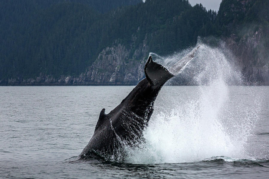 Jumping Humpback Whale Photograph by Alex Mironyuk