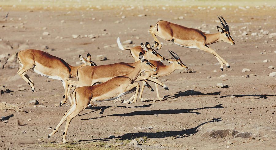 jumping Impala antelope, africa safari wildlife Photograph by Artush Foto