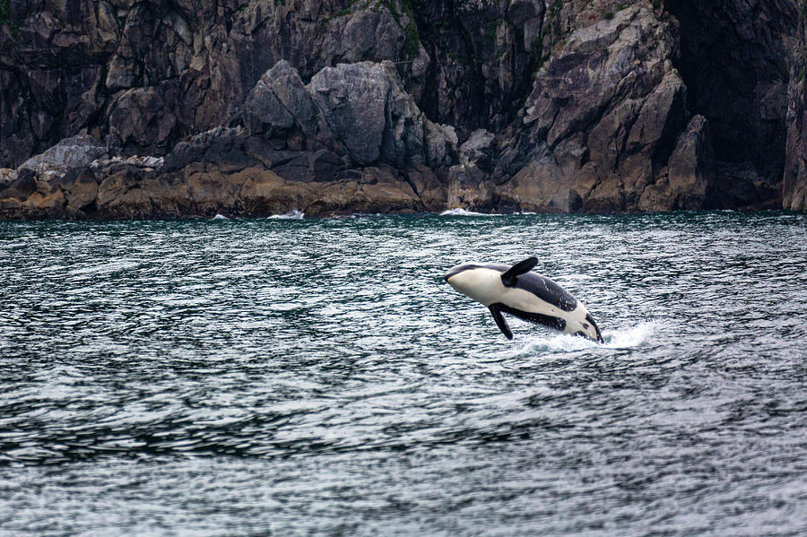 Jumping Killer Whale in Kenai Fjords Photograph by Alex Mironyuk