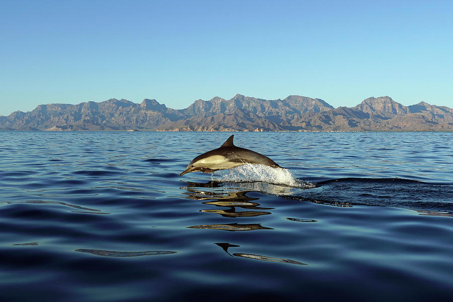 Jumping Long Beaked Dolphin Photograph by Hiroya Minakuchi