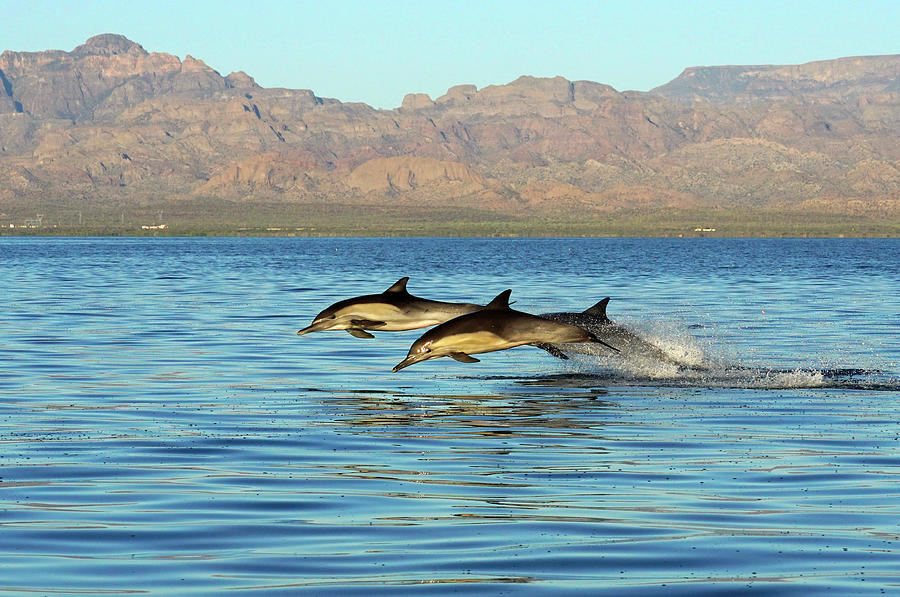 Jumping Long Beaked Dolphins Photograph by Hiroya Minakuchi