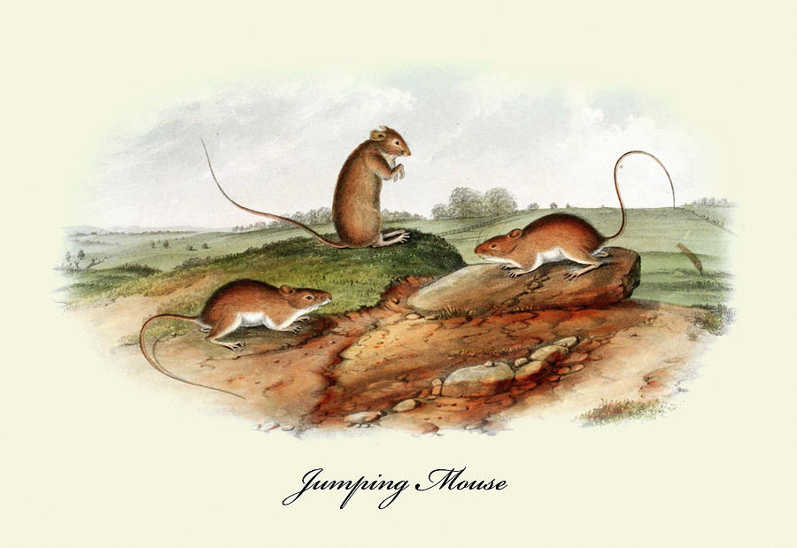 Jumping Mouse Painting by John Joseph Audubon