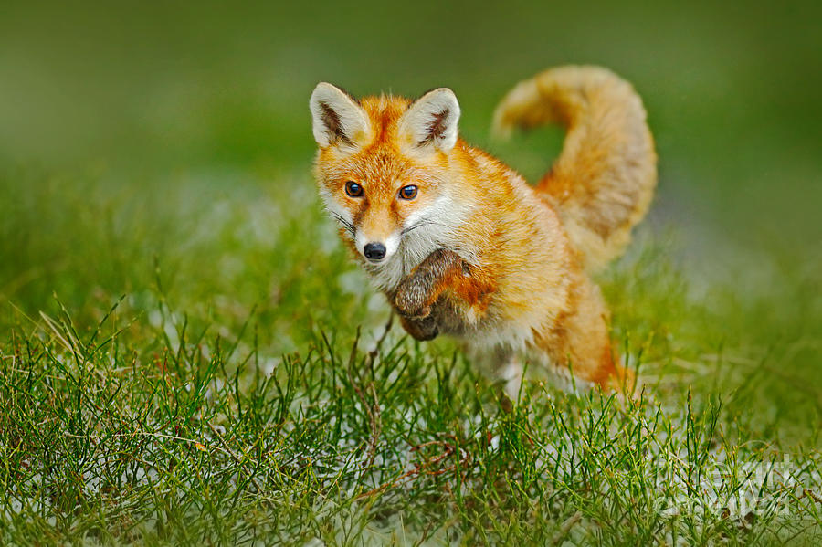 Fur Photograph - Jumping Red Fox, Vulpes Vulpes by Ondrej Prosicky Fur Photograph - Jumping Red Fox, Vulpes Vulpes by Ondrej Prosicky