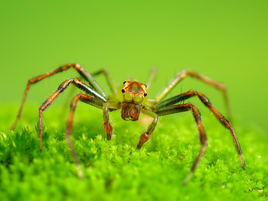Jumping Spider Photograph by Adegsm