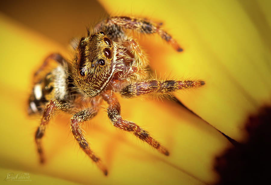 Jumping Spider Photograph by Brian Caldwell Jumping Spider Photograph by Brian Caldwell