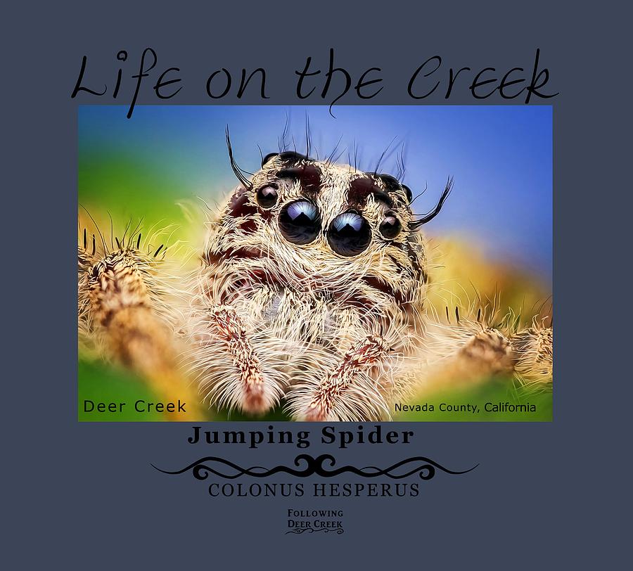 Jumping Spider Colonus Hesperus Digital Art by Lisa Redfern