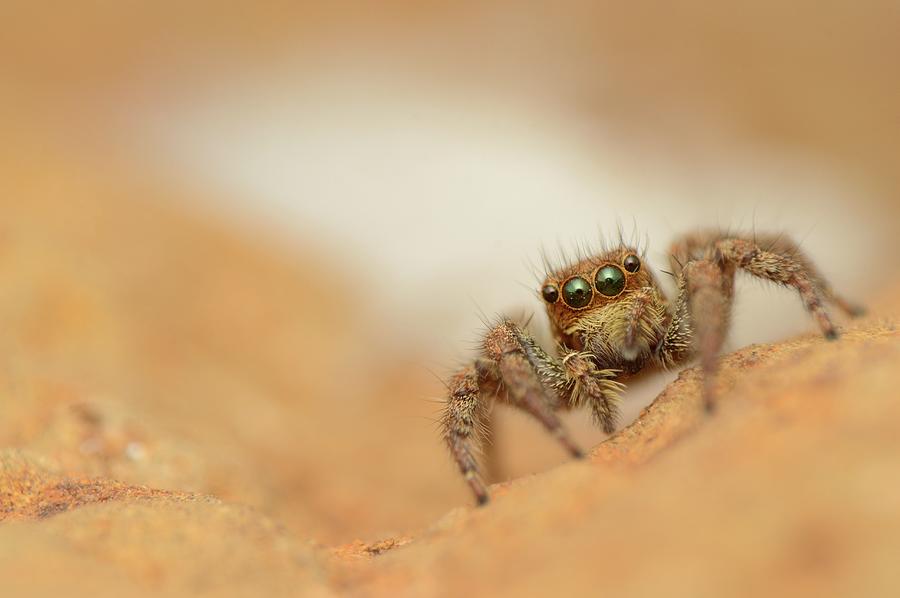 Jumping Spider Photograph by Ephotocorp Fine Art America