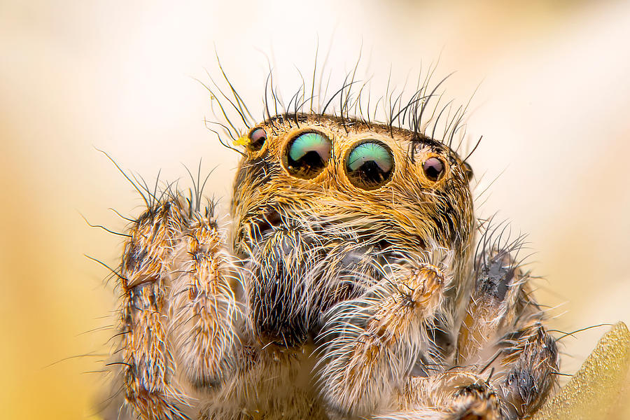 Nature Photograph - Jumping Spider by Mustafa ztrk