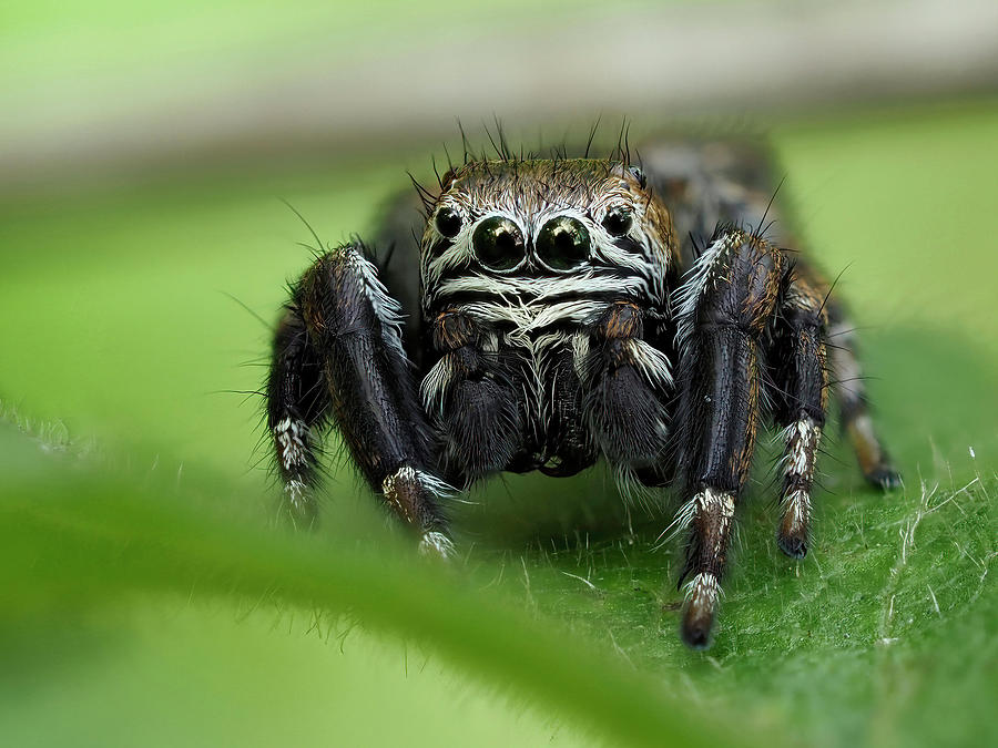 Jumping Spider Resting On Leaf, Uk Photograph by Andy Sands /naturepl ...