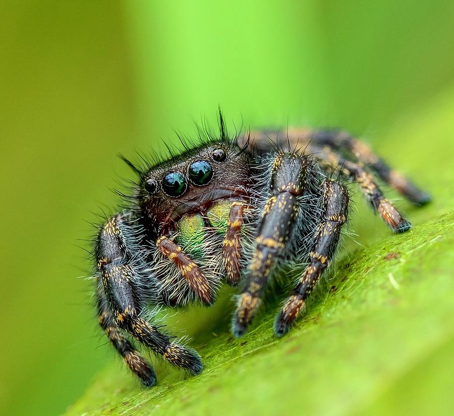 Jumping Spider Photograph By Rhonda Coe - Pixels