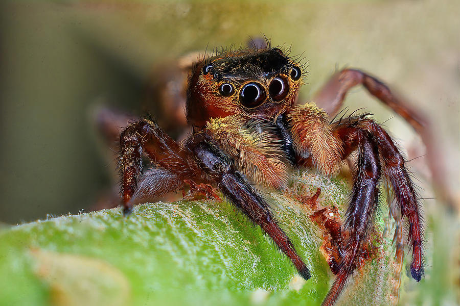 Jumping Spider Photograph by Sherif