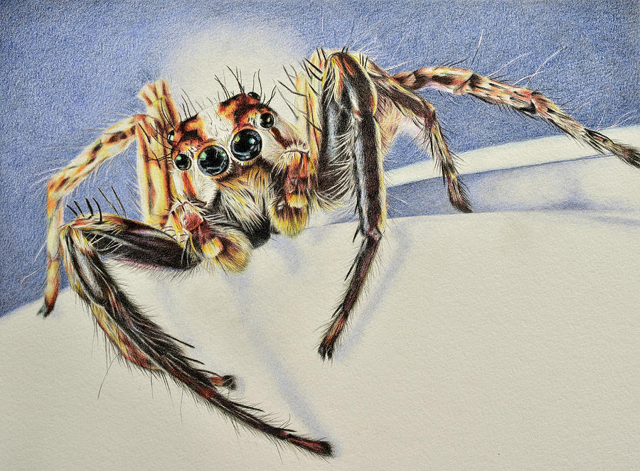 Jumping Spider Drawing by Suzanne Hough - Fine Art America