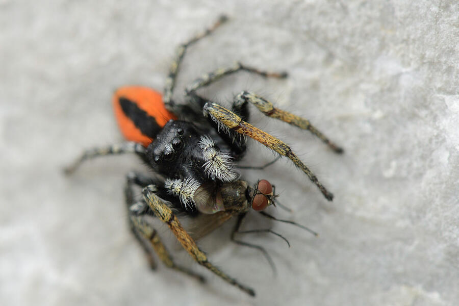 Jumping Spider With Fly Prey On Limestone Rocks, Sutjeska Photograph by Nick Upton / Naturepl.com Jumping Spider With Fly Prey On Limestone Rocks, Sutjeska Photograph by Nick Upton / Naturepl.com