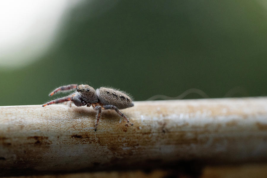 Jumping Spider with Missing Leg Photograph by Brooke Bowdren